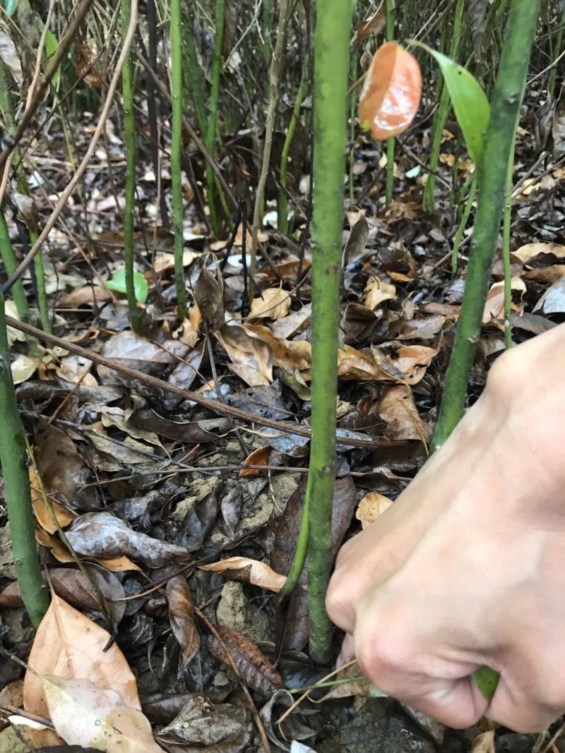 江西九江香樟小苗培育基地