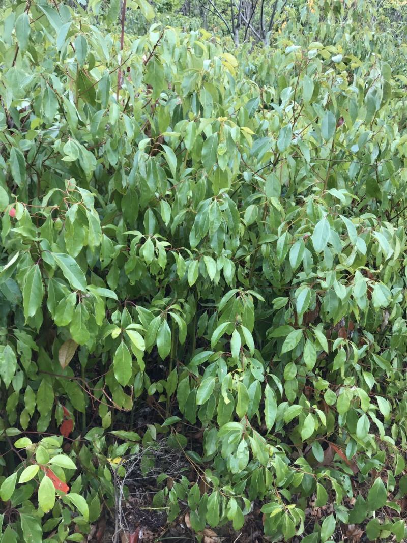 江西九江香樟小苗培育基地