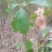江西九江香樟小苗培育基地