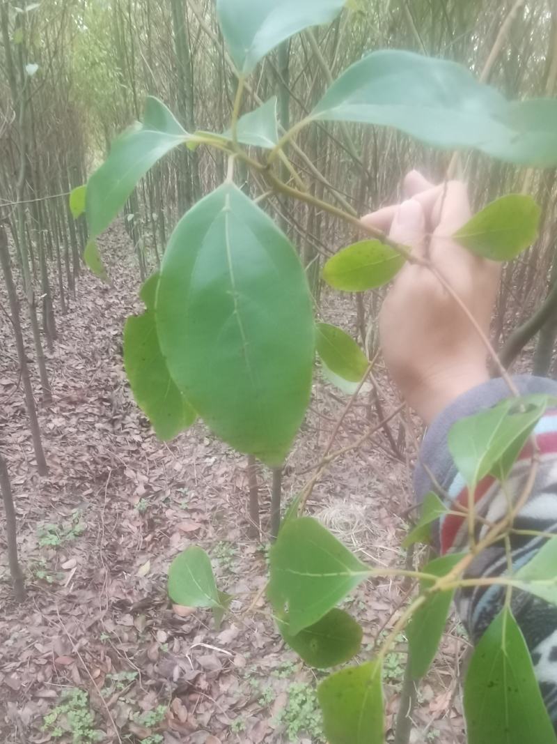 江西九江香樟小苗培育基地