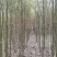 江西九江香樟小苗培育基地