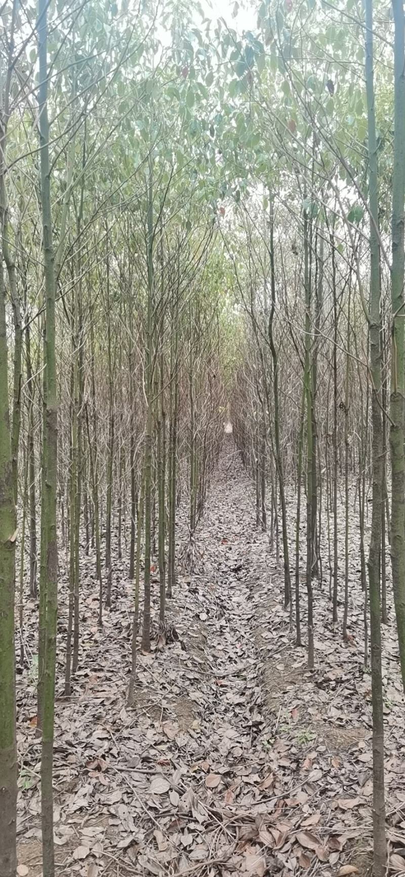 江西九江香樟小苗培育基地