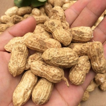 花生大量现货产地大量供应大量批发品质好皮薄颗粒大