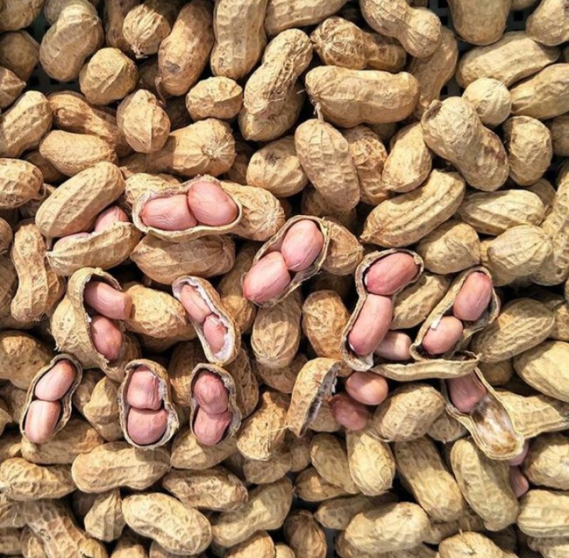 花生大量现货产地大量供应大量批发品质好皮薄颗粒大