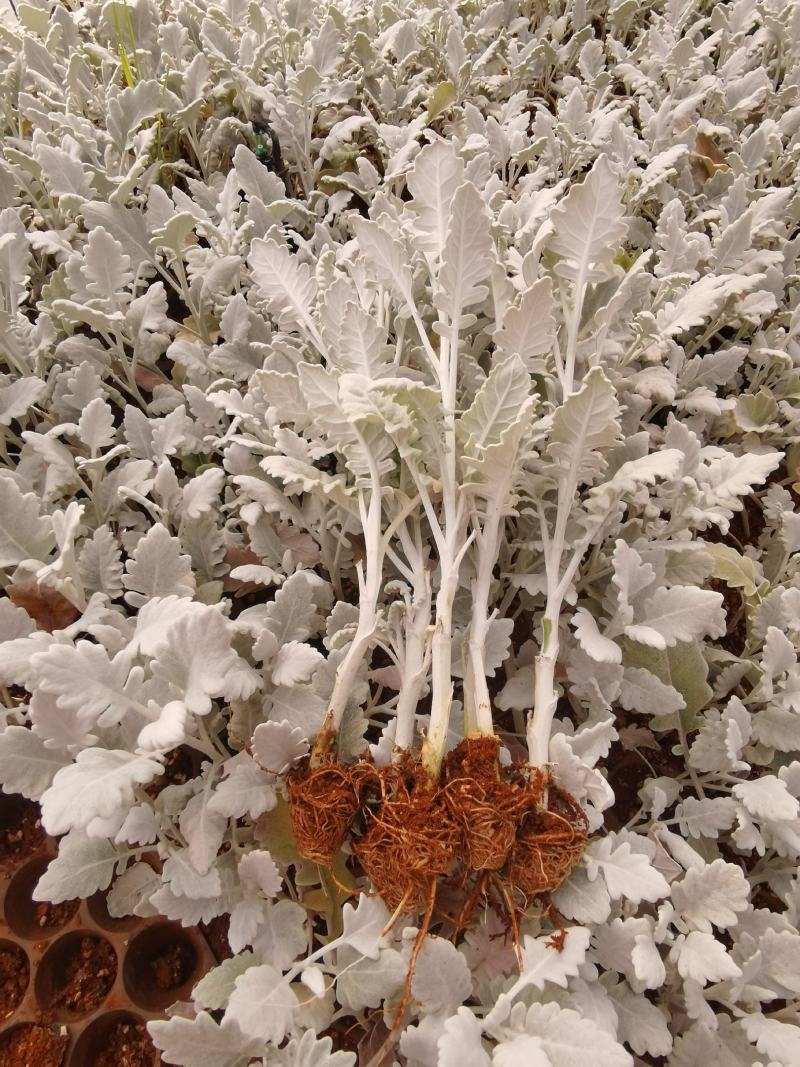 云南基地直供银叶菊赛车手雪叶菊配花专用切花