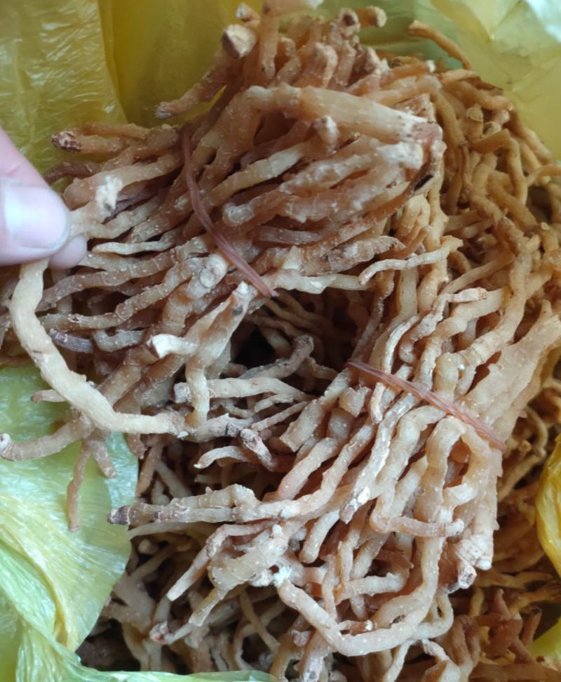 玉竹