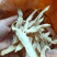 玉竹