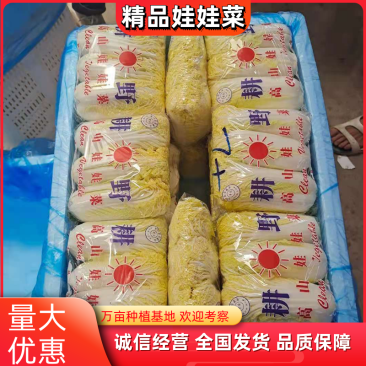 兰州，精品黄心娃娃菜，无烧心，无虫眼，无嘛点，颜色鲜嫩！
