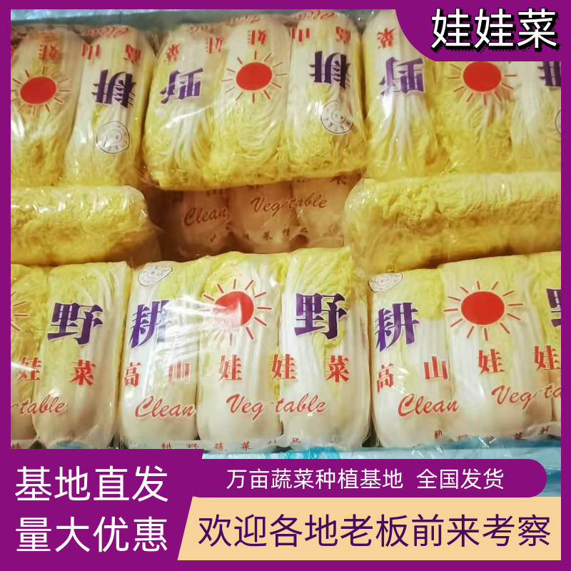 精品娃娃菜，纯黄，万亩基地直发！欢迎合作