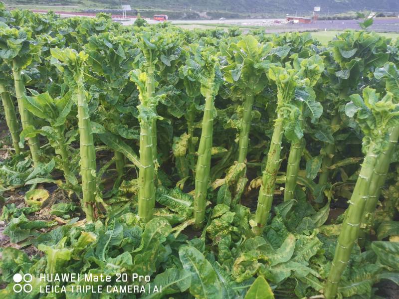 四川阿坝光杆三青莴笋全国发翡翠绿莴苣基地直发