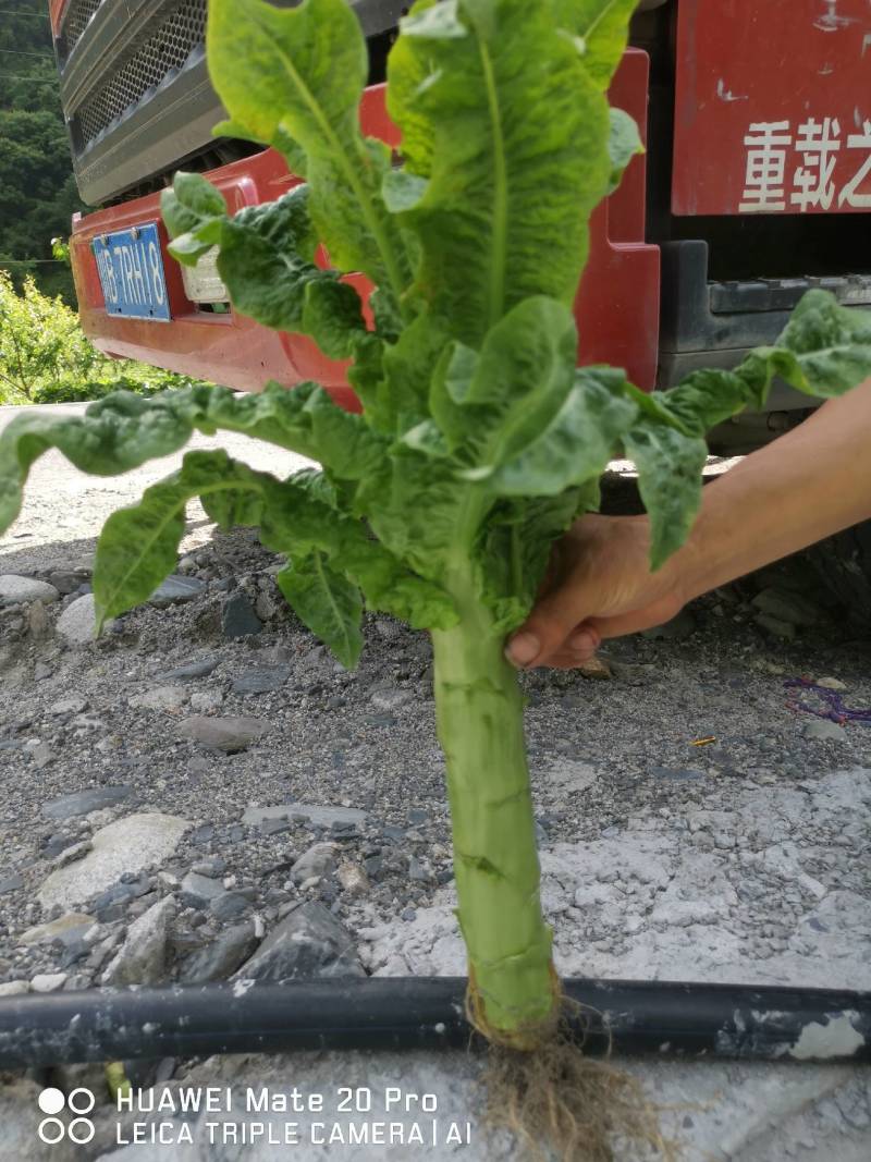 四川产地代办全国发莴苣莴笋三青精品基地直发