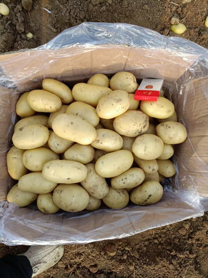 （优选）土豆山东冷库荷兰十五，大量供应，质量好，价格便宜