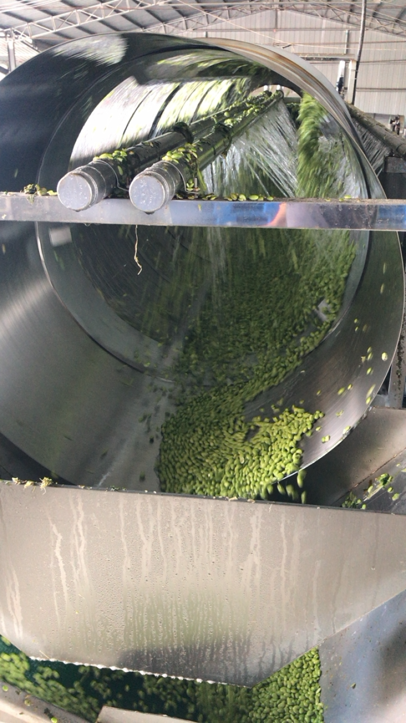 优质毛豆仁，毛豆米，毛豆粒半成品大量供应