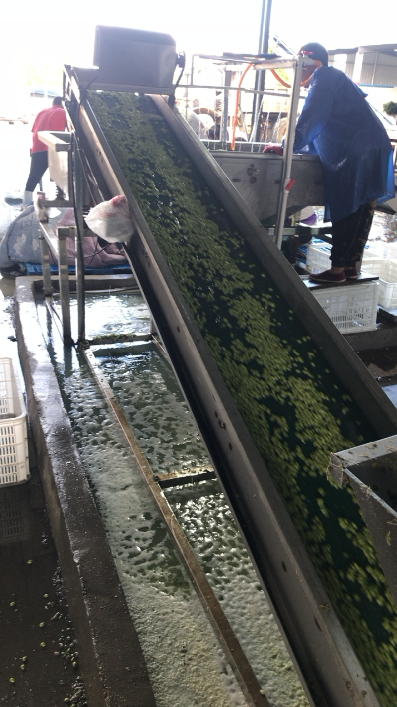 优质毛豆仁，毛豆米，毛豆粒半成品大量供应