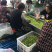 优质毛豆仁，毛豆米，毛豆粒半成品大量供应