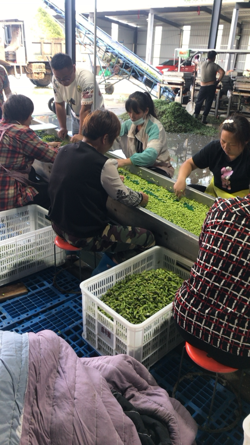 优质毛豆仁，毛豆米，毛豆粒半成品大量供应
