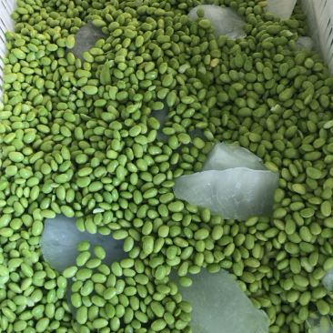 优质毛豆仁，毛豆米，毛豆粒半成品大量供应