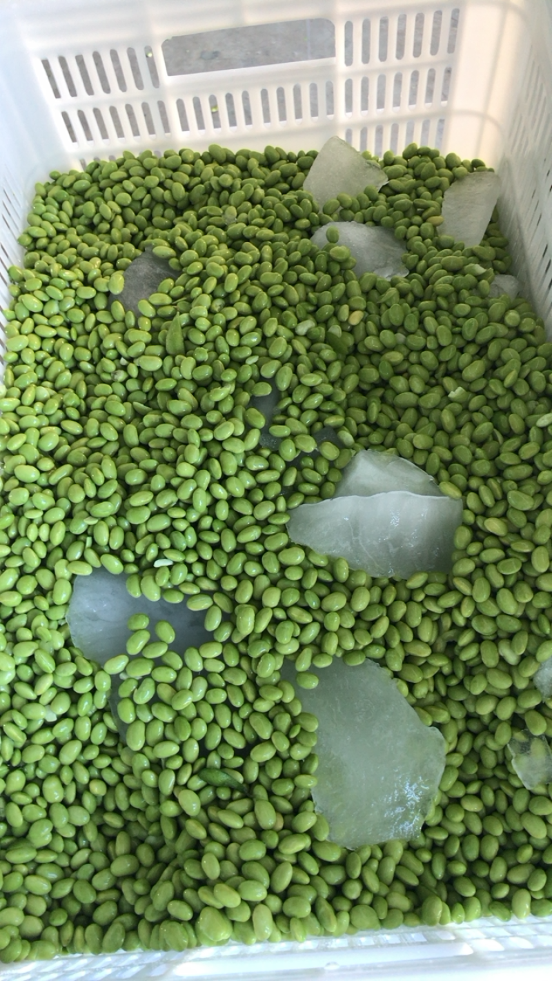 优质毛豆仁，毛豆米，毛豆粒半成品大量供应