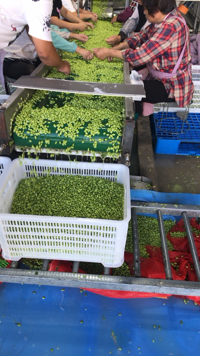 优质毛豆仁，毛豆米，毛豆粒半成品大量供应