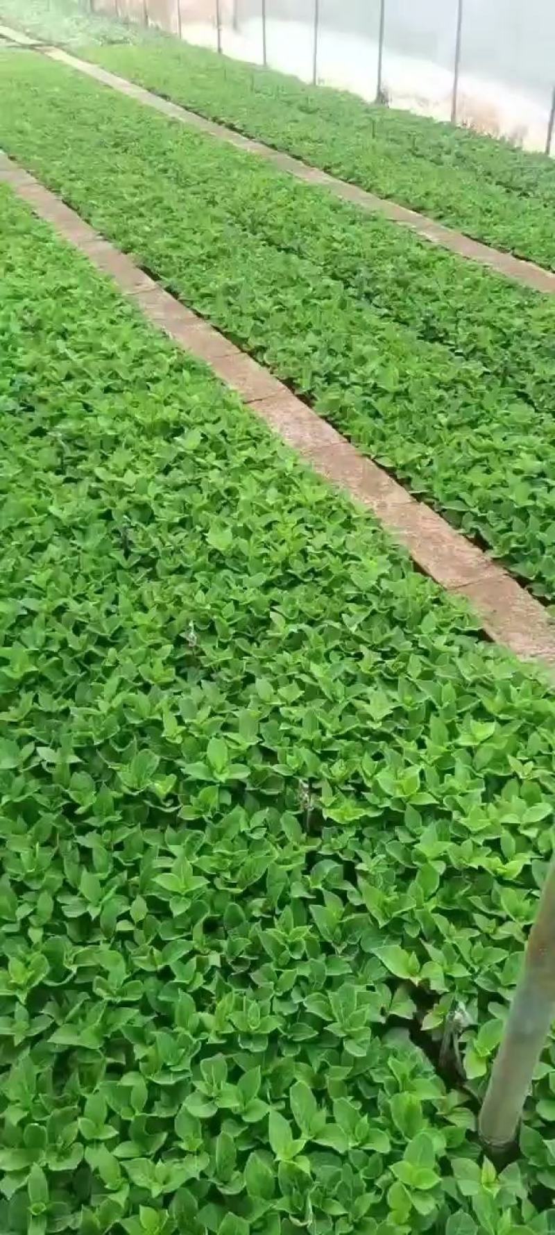 绣球花苗绣球小苗无尽夏小苗八仙花种苗绣球盆栽绿植