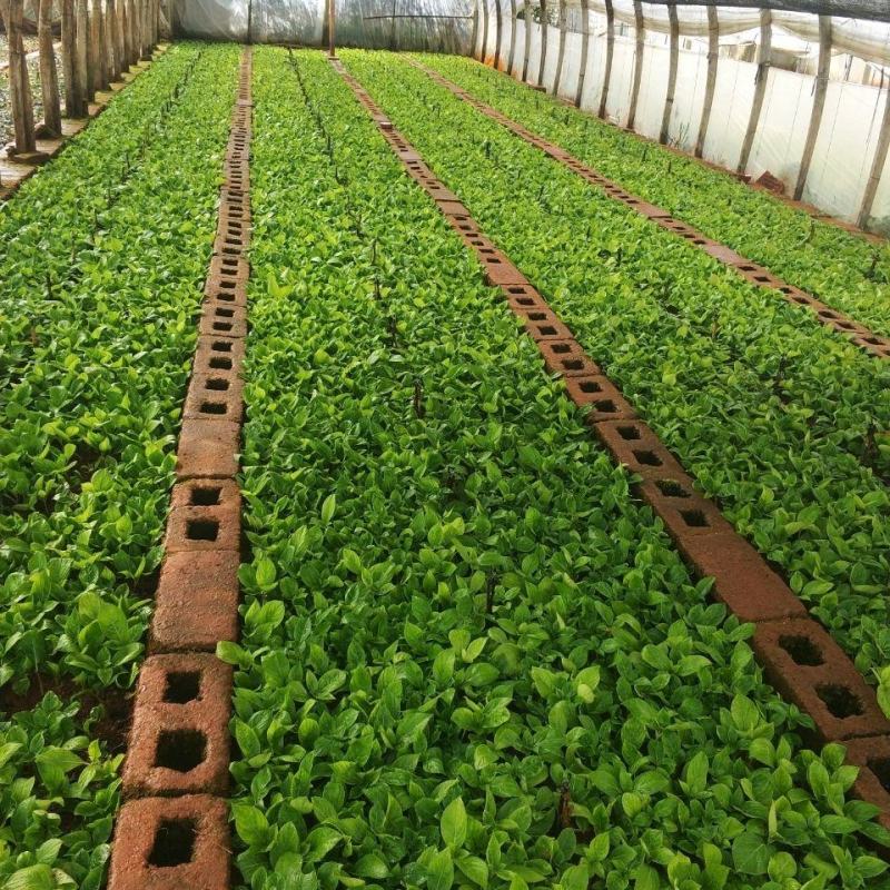 绣球花苗绣球小苗无尽夏小苗八仙花种苗绣球盆栽绿植