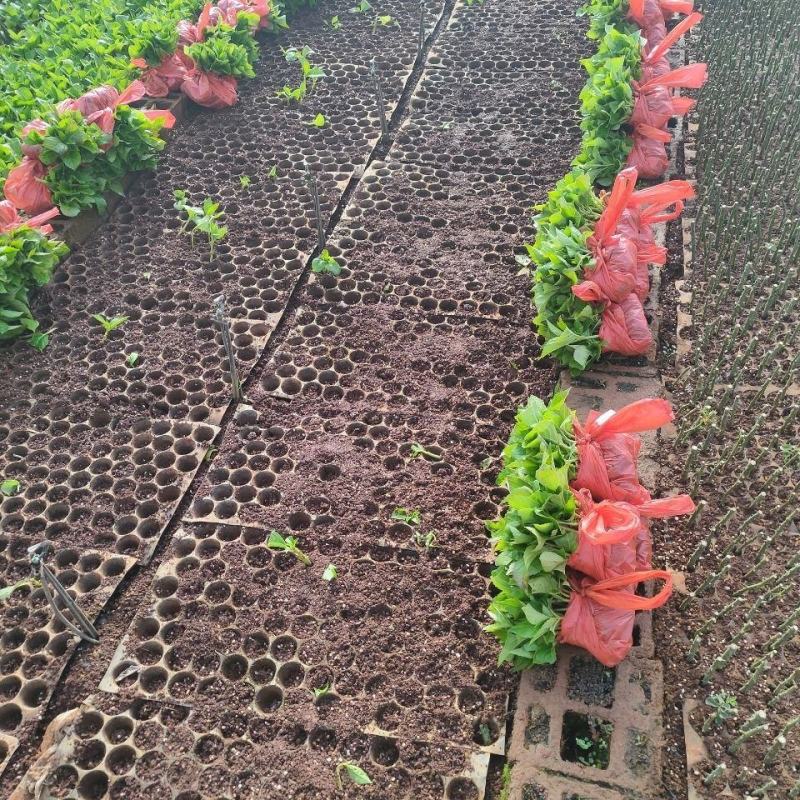 绣球花苗绣球小苗无尽夏小苗八仙花种苗绣球盆栽绿植