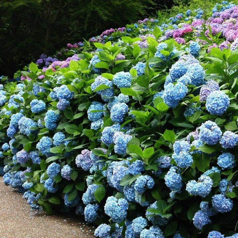 绣球花苗绣球小苗无尽夏小苗八仙花种苗绣球盆栽绿植