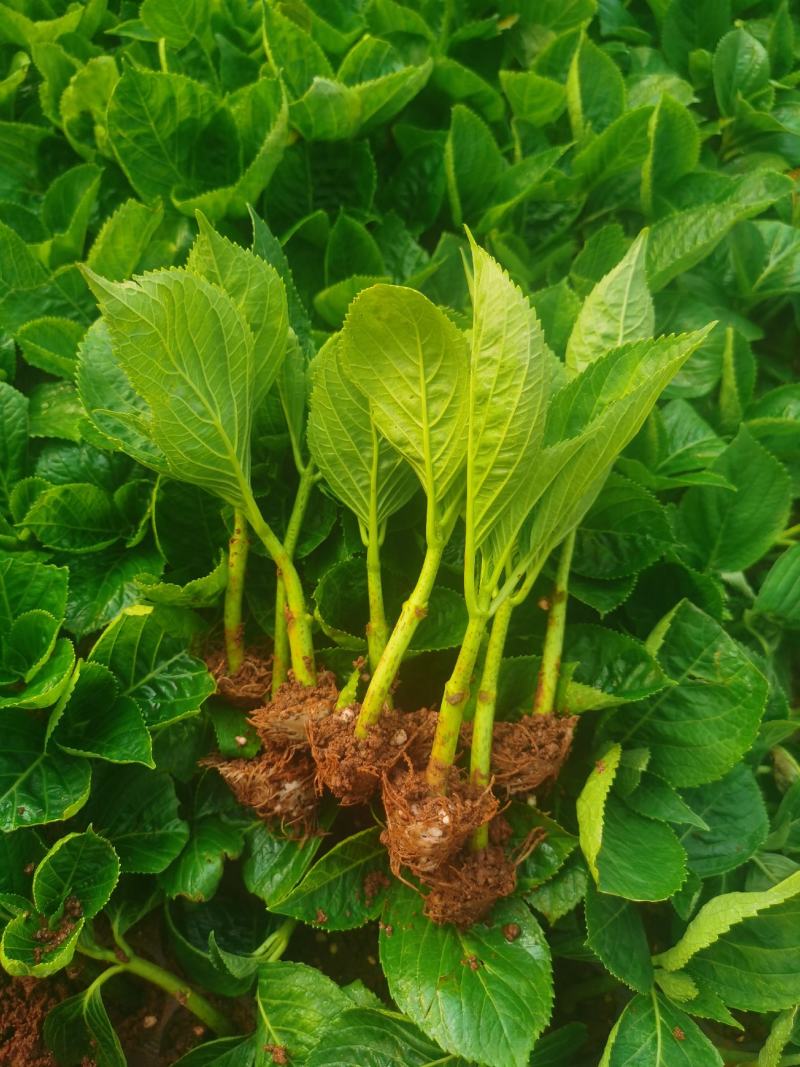 绣球花苗绣球小苗无尽夏小苗八仙花种苗绣球盆栽绿植