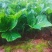 绣球花苗绣球小苗无尽夏小苗八仙花种苗绣球盆栽绿植