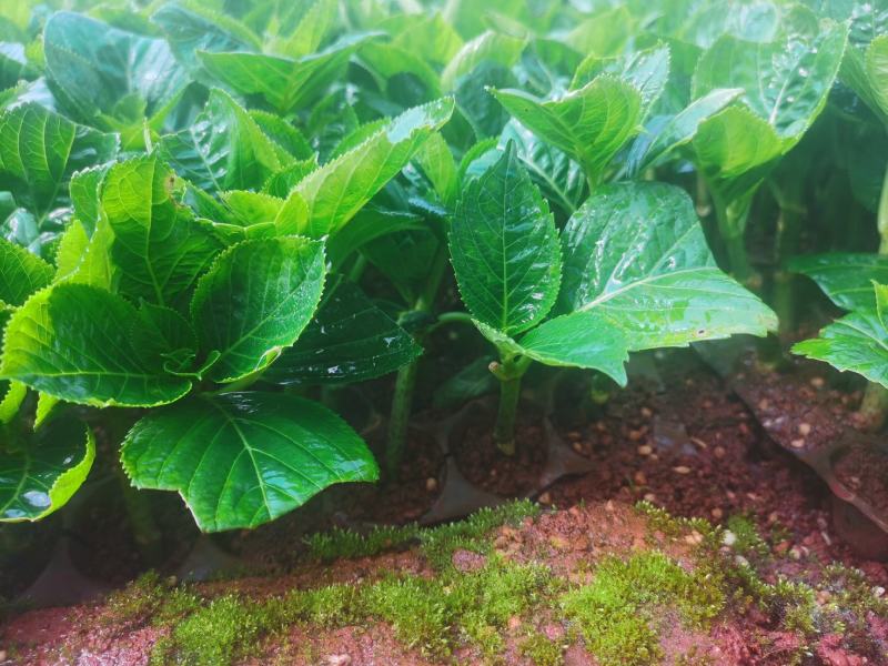 绣球花苗绣球小苗无尽夏小苗八仙花种苗绣球盆栽绿植