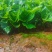 绣球花苗绣球小苗无尽夏小苗八仙花种苗绣球盆栽绿植