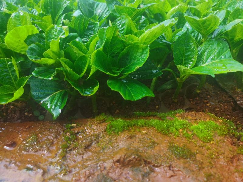 绣球花苗绣球小苗无尽夏小苗八仙花种苗绣球盆栽绿植