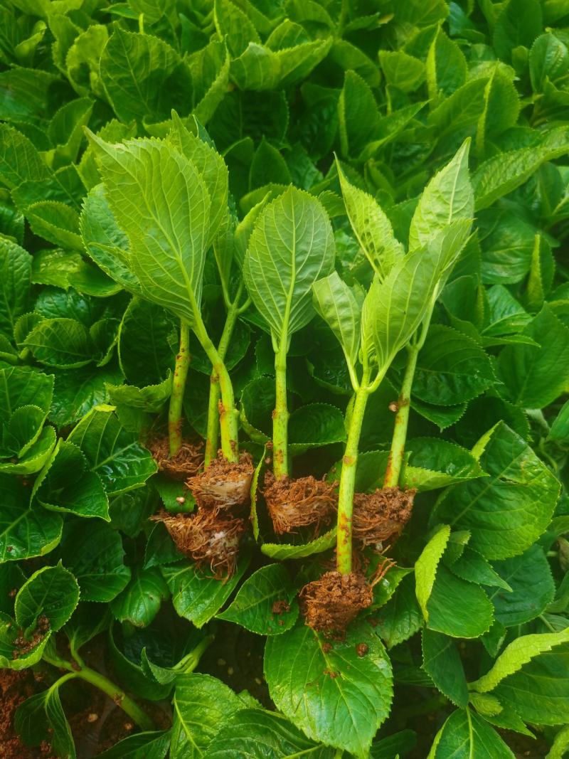 绣球花苗绣球小苗无尽夏小苗八仙花种苗绣球盆栽绿植