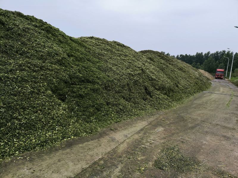 全株玉米秸秆青储进口收割机收割
