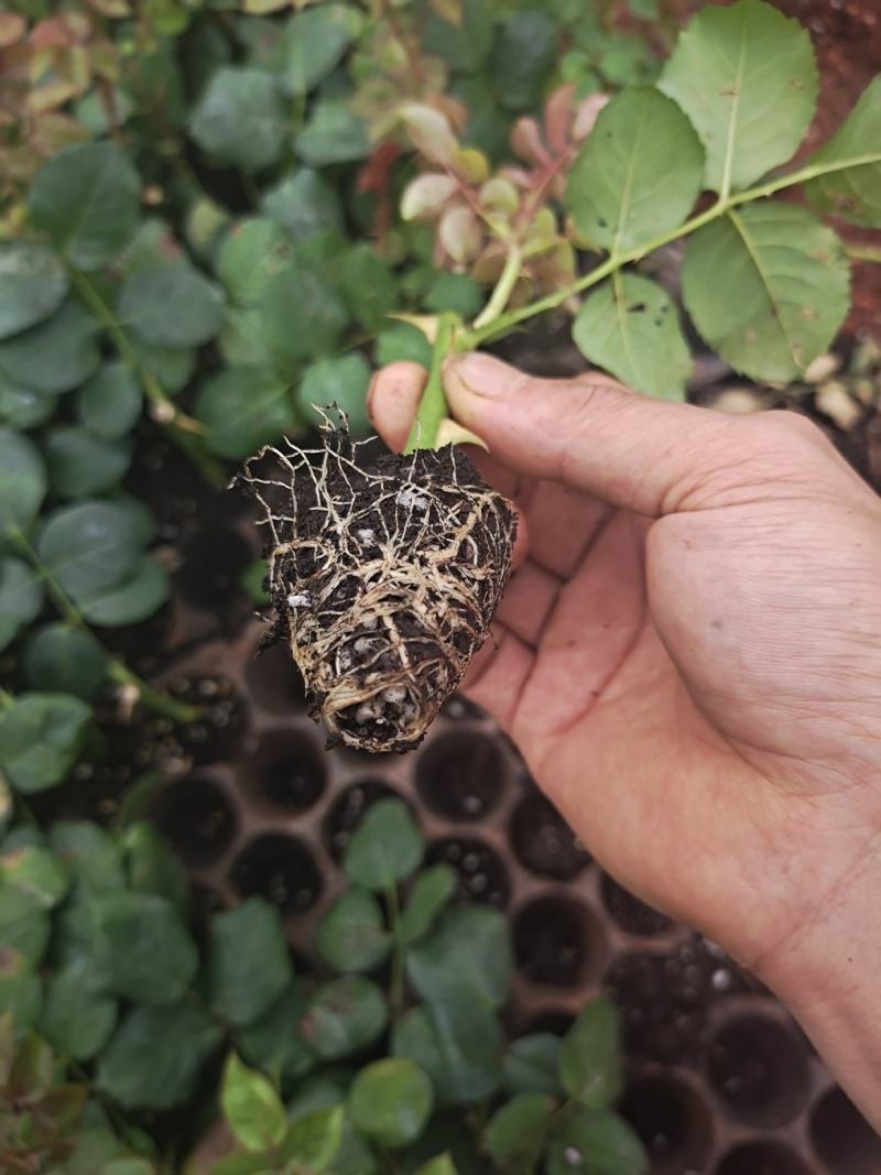 玫瑰切花云南基地直供正宗玫瑰花苗月季切花种苗绿化工程苗