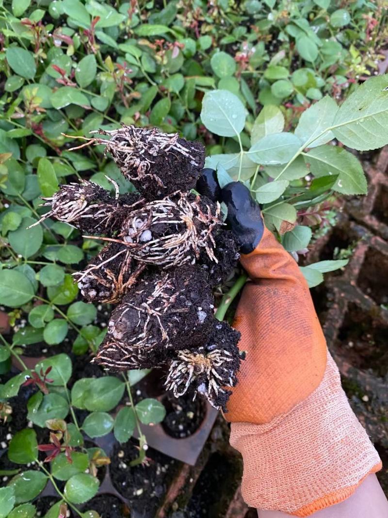 玫瑰切花云南基地直供正宗玫瑰花苗月季切花种苗绿化工程苗