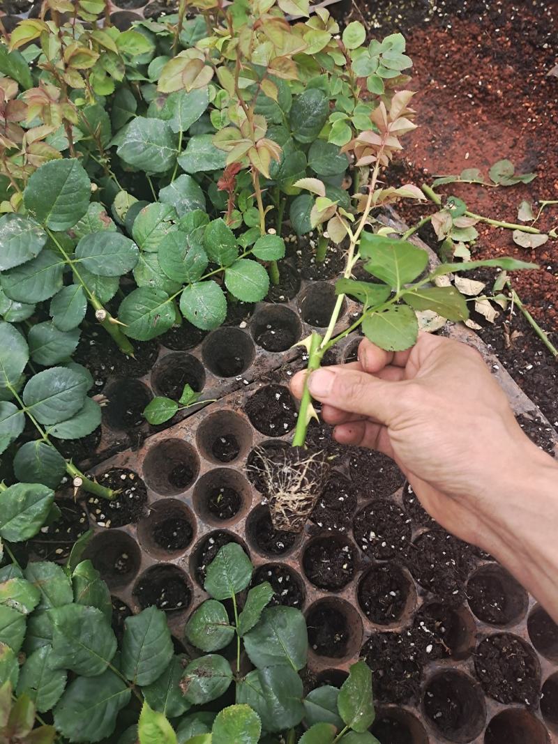 玫瑰切花云南基地直供正宗玫瑰花苗月季切花种苗绿化工程苗