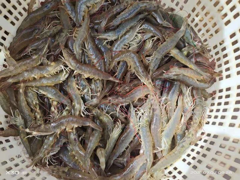 虾苗南美白对虾苗进口一代苗快大可淡化
