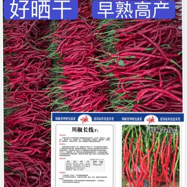 川椒长线线椒种子易晒32㎝中早熟高产抗病春秋可栽
