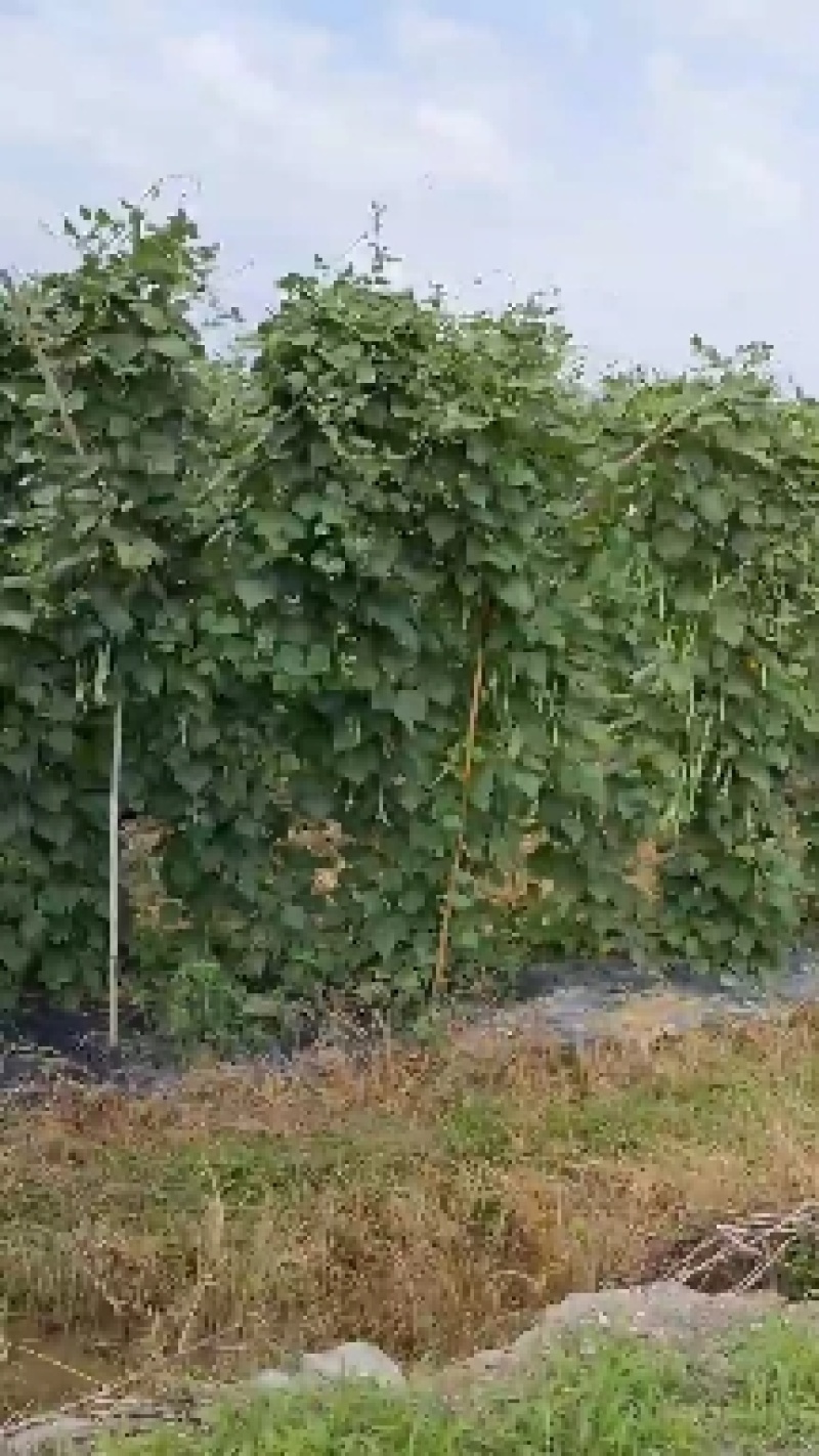 乐昌长豆角.酸豆角大量上市