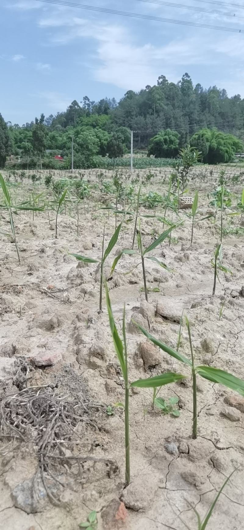 全新无病害生姜基地千亩，即将上市，共各种用姜，欢迎咨询！