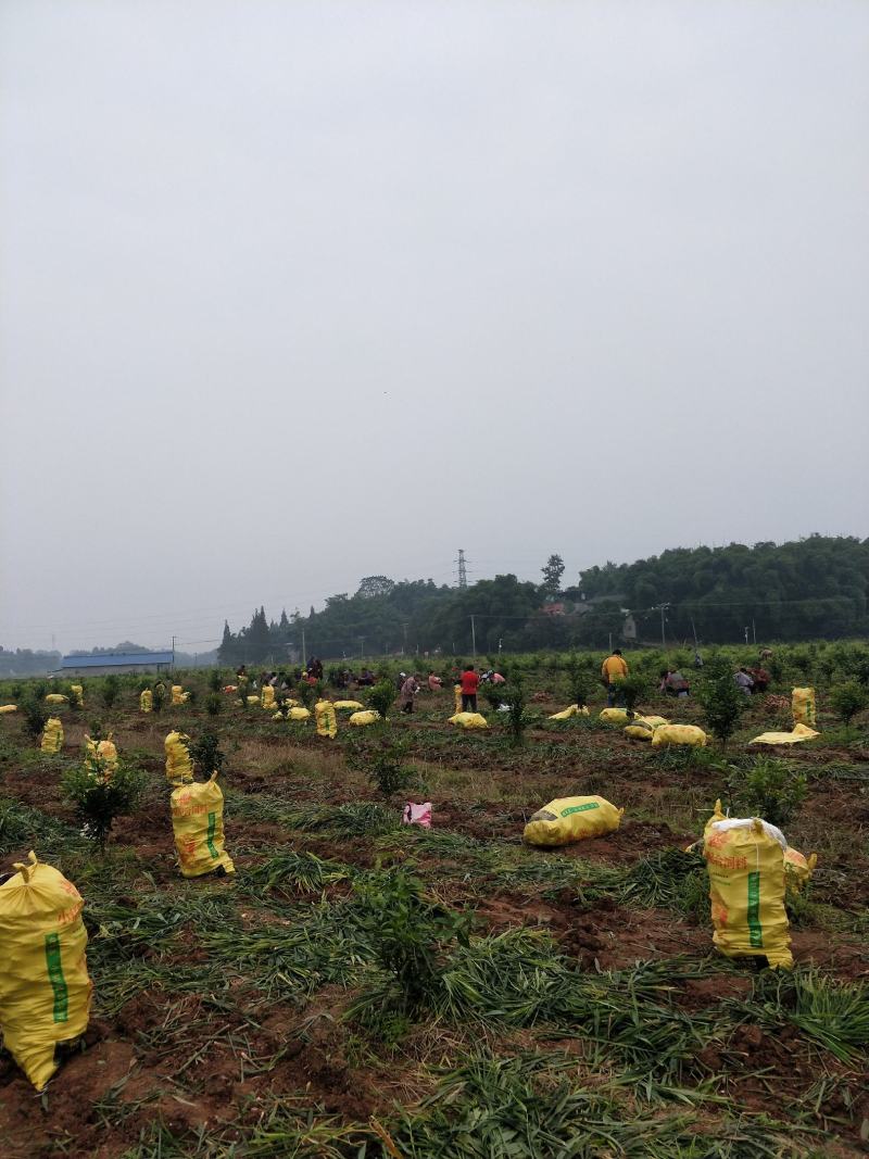 全新无病害生姜基地千亩，即将上市，共各种用姜，欢迎咨询！