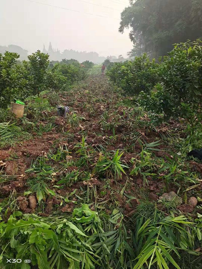 全新无病害生姜基地千亩，即将上市，共各种用姜，欢迎咨询！