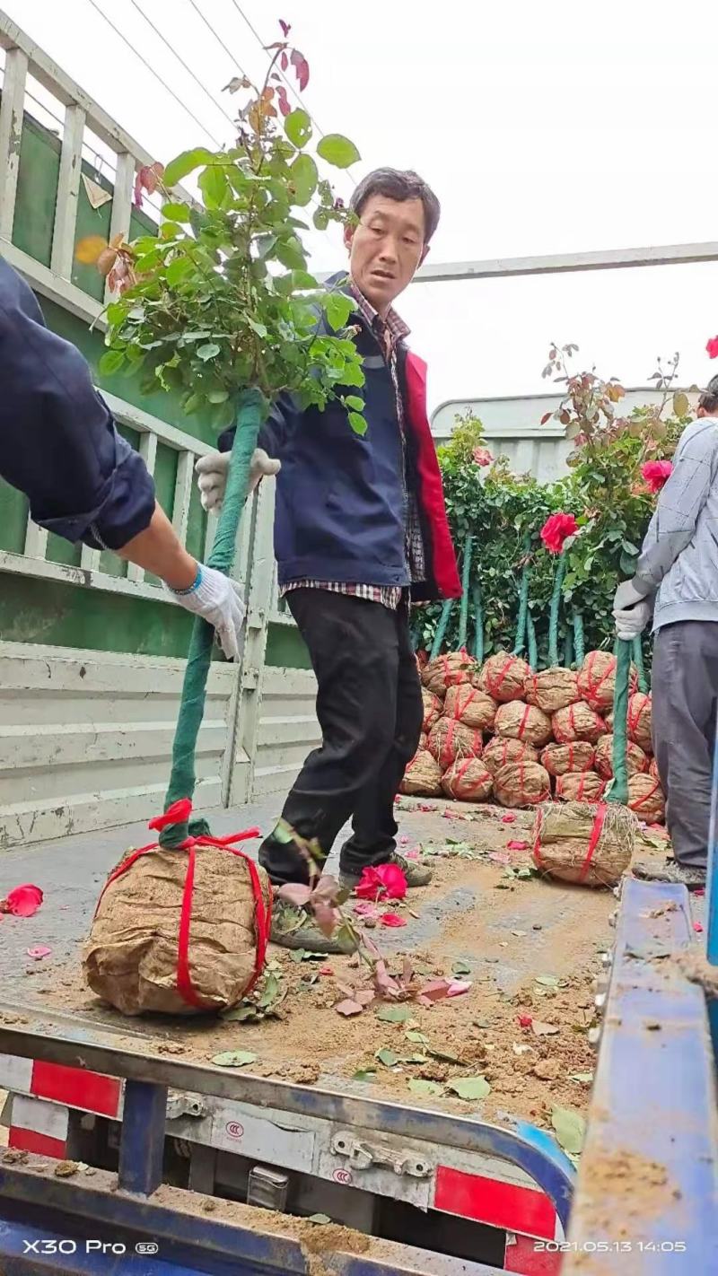 树桩月季，高杆月季，精品月季