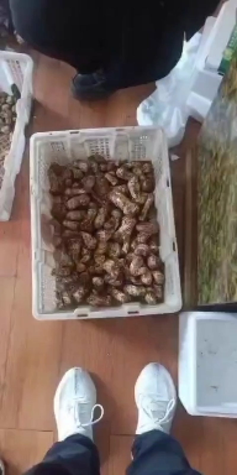松茸
