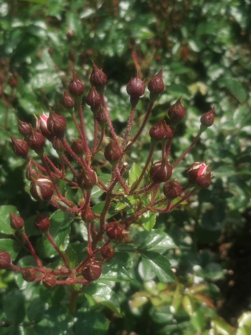 云南金边玫瑰花蕾（干花蕾）基地自种