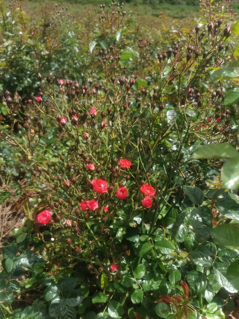 云南金边玫瑰花蕾（干花蕾）基地自种