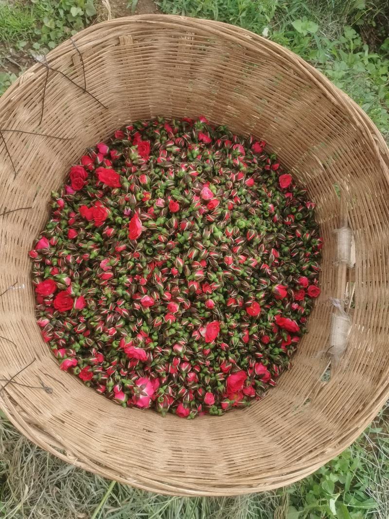 云南金边玫瑰花蕾（干花蕾）基地自种