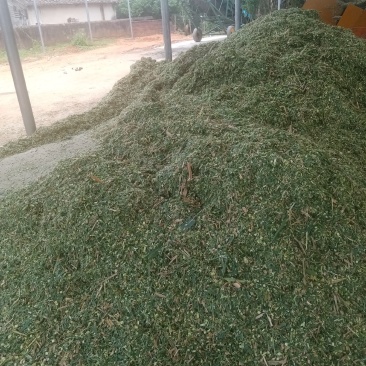 广东大量供应巨菌草，质优价廉，牛羊养殖好饲料！！