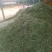 广东大量供应巨菌草，质优价廉，牛羊养殖好饲料！！